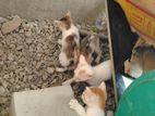 kitty