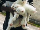 Persian Kittens