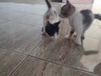 Kitten for Kind Home