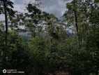 Kitulgala, Gonagamuwa Estate 21 Acres of Mahogany Land for Sale