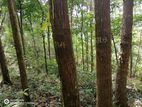Kitulgala, Gonagamuwa Estate 21 Acres of Mahogany Land for Sale