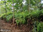 Kitulgala, Gonagamuwa Estate 21 Acres of Mahogany Land for Sale