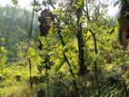 Kitulgala – Welithuduwa Road 416 Perches of Land for Sale