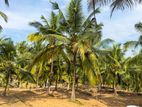 (KL924) 12 Acre Land for Sale in Gampaha