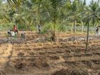 (KL924) 12 Acre Land for Sale in Gampaha
