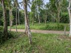 🌿 කලගෙඩිහේන – Nolimit අසල වටිනා ඉඩමක් විකිණීමට
