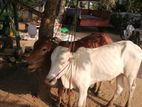 கழுகு வெள்ளை நிற கன்றுகள்
