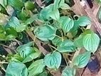 කළු බුලත් පැල