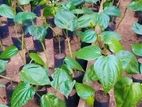කළුබුලත් පැල