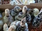 Turkey Chicks
