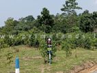 කළුතර පලාතොට පාරෙන් වටිනා බිම්කොටස්