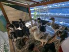 Farm Chicks