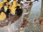 Chicks