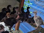 Farm Chicks