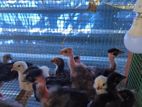 Shamo Chicks