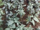 කළුවර පැළ | Kaluwara Plants