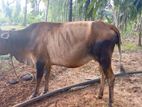 கலப்பின பசு மாடு