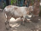 கலப்பு காளை