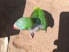 Parrot