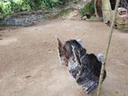 කලුකුම්