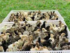 කලුකුම් පැටවුන්.day old turkey chicks