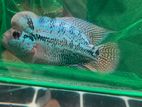 KML Flowerhorn