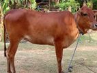கன்னி மாடு