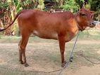 கன்னி மாடு