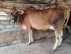 கன்னி மாடு