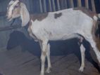 கன்னி மறி Goat
