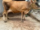 கன்னி பசு