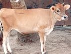 கன்னி பசு விற்பனைக்கு
