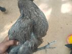 கன்னி ஊர் பேட்டுக்கோழி
