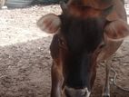 Farm Cow