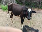 கன்னிப்பசு