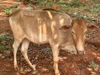 கன்னிப்பசு