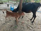Milk Cow