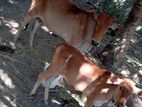 Farm Cows