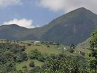 Knuckles Range View Land in Hunnasgiriya