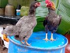 Ko Shamo Rooster