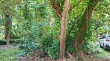 Kochchikade Residencial Land for Sale