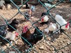 Cochin Hen