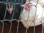 Cochin Hen