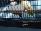 Cocktail Birds