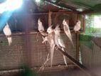 Cockatiel Birds