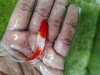 Kohaku Lyretail Swordtail