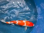Kohaku