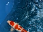 Kohaku Japanese Koi