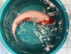 Kohaku Koi Carf