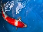 Kohaku Koi Fish